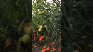 Сигнора -F1 во втором обороте.