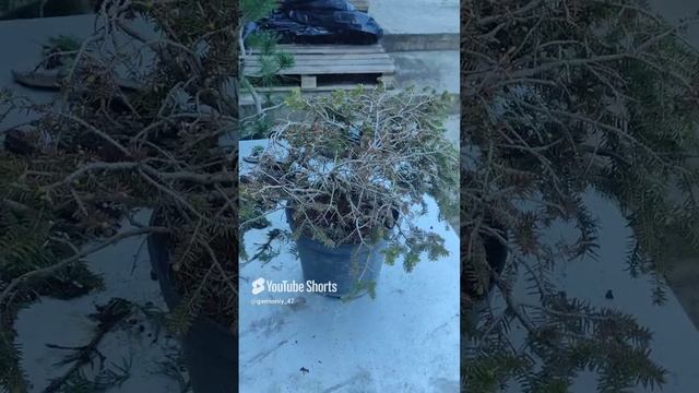 Что делать если ваша ель карликовый хвойных обгорела на солнце Уход за сосной весной #сад #дача смотреть онлайн