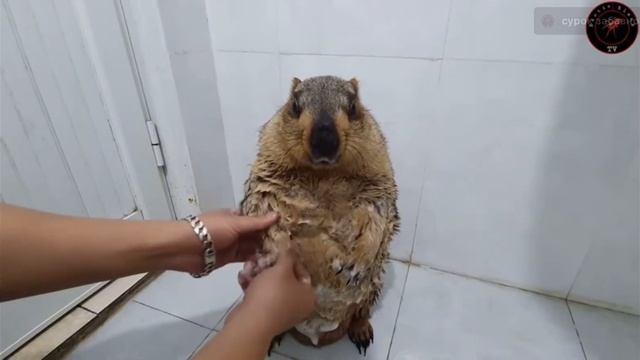 Суслик моется🗿🗿🗿🤫 смотреть онлайн