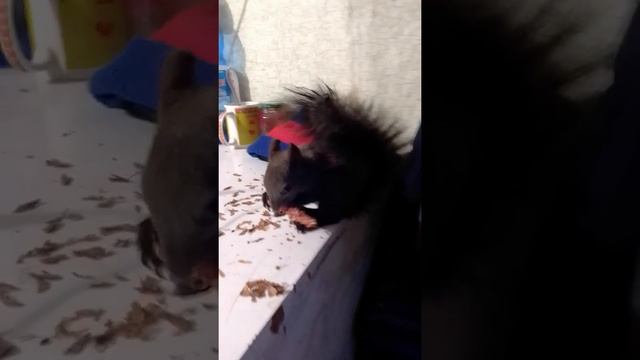 Бельчонок жорик кушает подарок смотреть онлайн