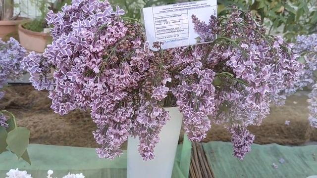 Сирень в Аптекарском огороде