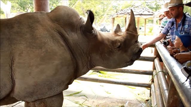 Тигровый зоопарк Сирача / Siracha Tiger Zoo (Тайланд) - 3