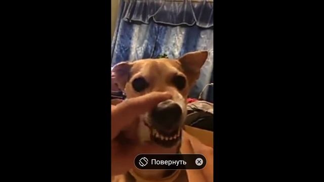 Собака🐕 Говорит ля ля ля смотреть онлайн