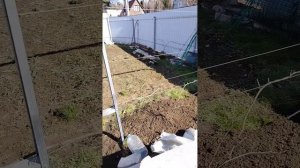 Погода пришла, подвызка и первая обработка кустов винограда.