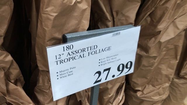 Costco Finally Restocked (Huge) Birds of Paradise for $27.99! And Many Other Tropical Plants Too! смотреть онлайн