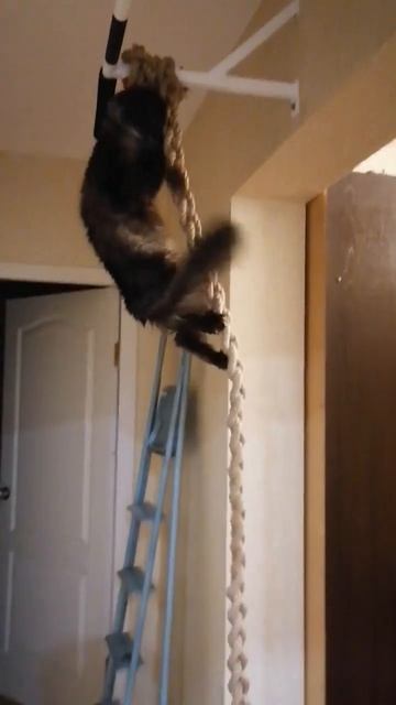 кот спортсмен Шустрик смотреть онлайн