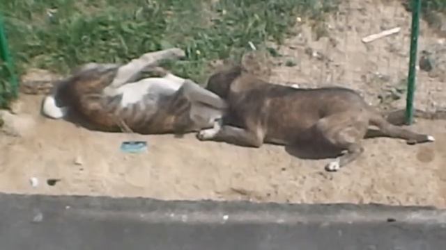 чорны убийца смотреть онлайн