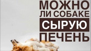МОЖНО ЛИ СОБАКЕ СЫРУЮ ПЕЧЕНЬ?