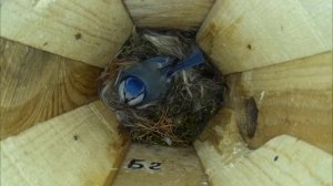 Лазоревка ложится спать ( Cyanistes caeruleus )