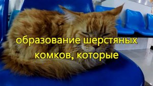 Поведение оранжевой кошки