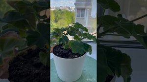 Спасаем пеларгонию Ю-Грушеньку‼️🆘 #пеларгония #цветы #цветоводство