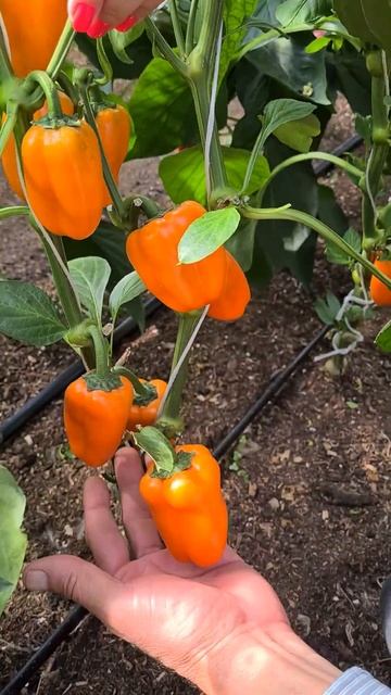 Урожайный сорт сладкого перца для теплиц и открытого грунта. Перец для консервирования, фаршировани смотреть онлайн