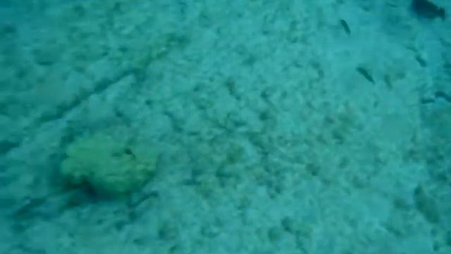 cornetfish at kahaluu