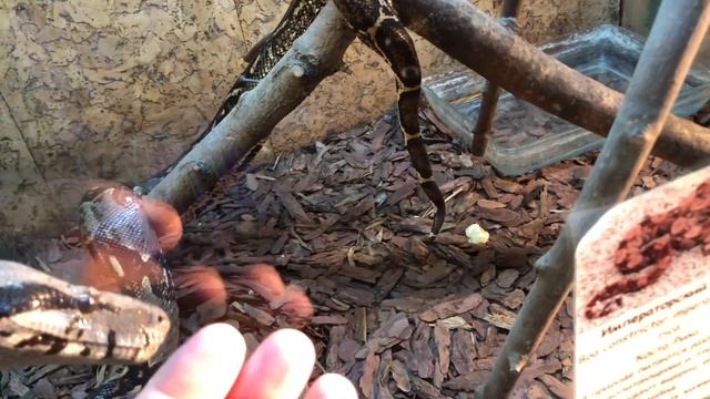 Императорский удав смотреть онлайн