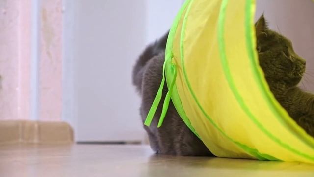 Kitty Playtime funny Moments of Cats Playing with Toys | part 2 || Euro Pet Palooza смотреть онлайн