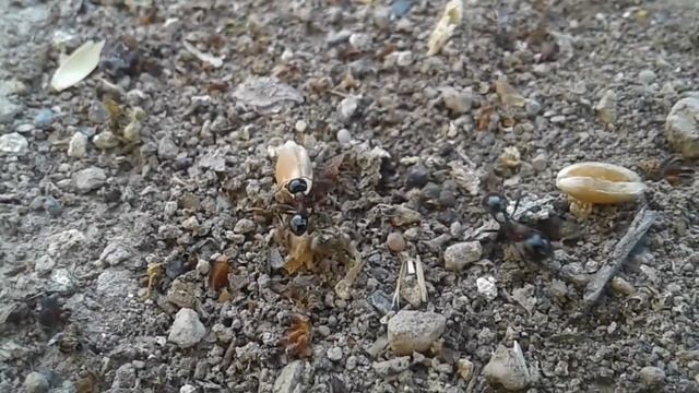 Как работают муравьи смотреть онлайн