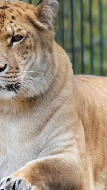 Самые большие в мире кошки смотреть онлайн