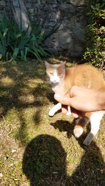 Feline Leukemia Virus Disease: A Major Threat to your Cat Feline Leukemia Secrets Feline Leukemia : смотреть онлайн