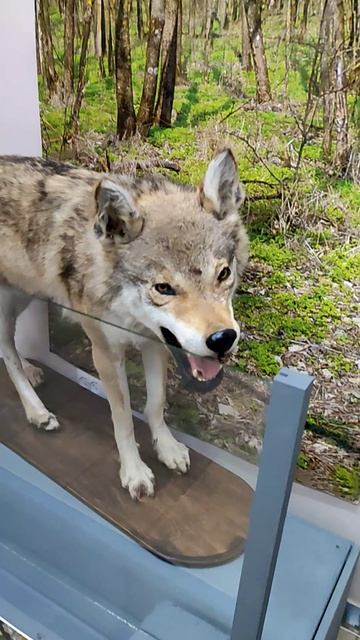 Чучело волка в музее