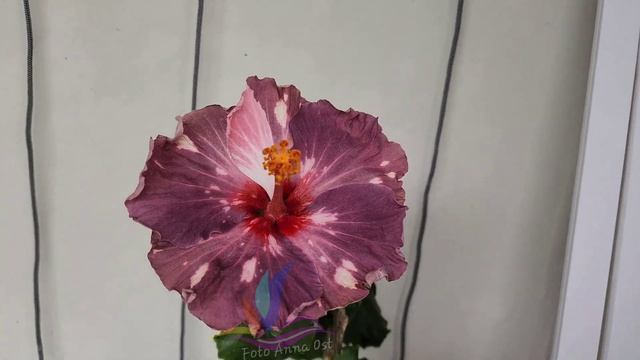 Bo Den Love in Aurora #Annaost #Аннаост #гибискуссортовой #Гибискус #hibiscus #GeraGibis #герагибис смотреть онлайн