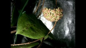 Just the Flowers Ma'am! Hoya balaensis