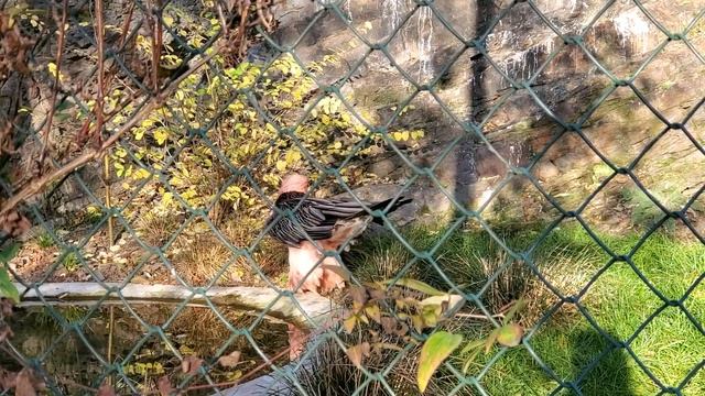 Бородатый орел смотреть онлайн