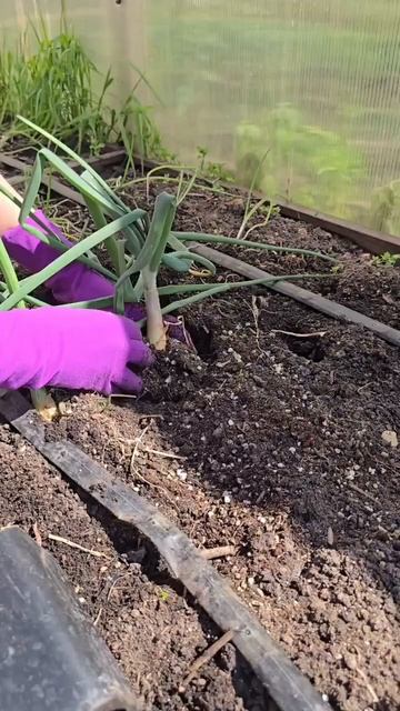 Высаживаем лук #дача #огород #рассада #сад #лук смотреть онлайн
