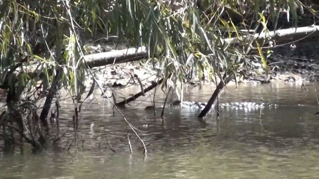 MOKAI with Neutral - Exploring the Altamaha River - Gators and Turtles