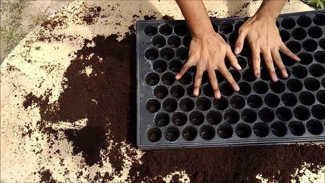 Ini Cara Semai Benih Cili Macam Sifu Fertigasi Lada Solok Biasa Buat смотреть онлайн