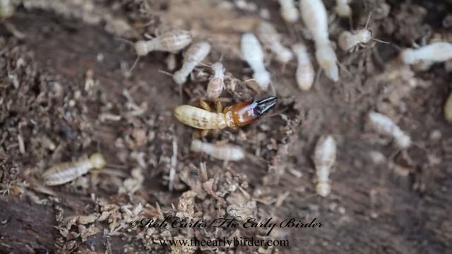 TERMITE Zootermopsis nevadensis смотреть онлайн