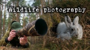 фотоохота от первого лица, косуля, заяц беляк