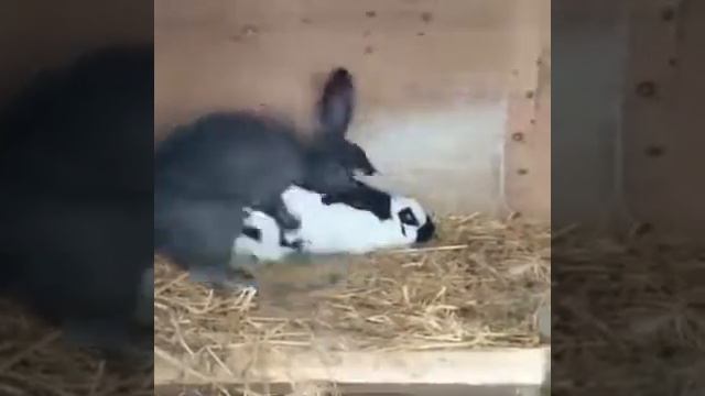 Кто быстрее, чем эти кролики. смотреть онлайн