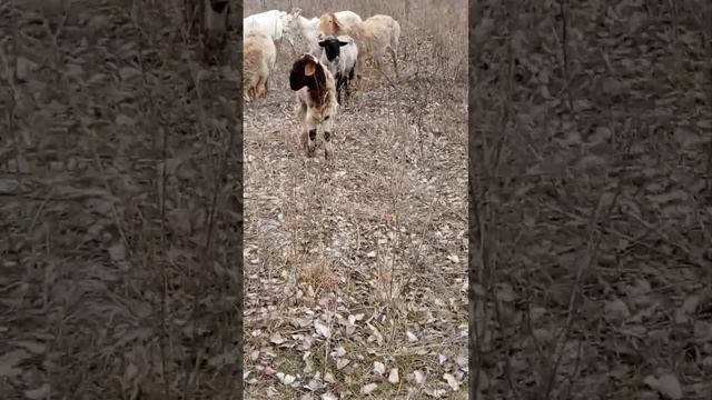 Овцы на пастбище смотреть онлайн