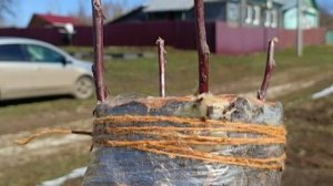 Прививка яблони в деревне, черенкование туи.