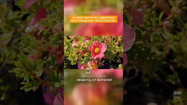 Лапчатка идеальна для городских пространств #лапчатка #ландшафтныйдизайн #питомниксавватеевых