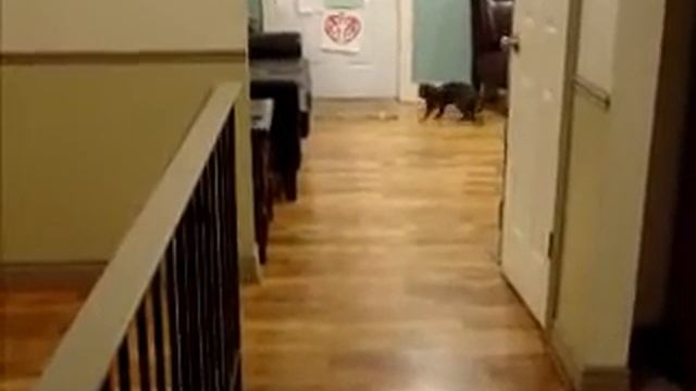 Baby Russian Blue cat fetches a stick