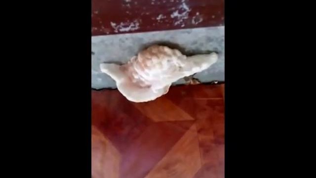 หอยสังข์ смотреть онлайн