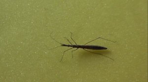 Hydrometra gracilenta (водомерка палочковидная)