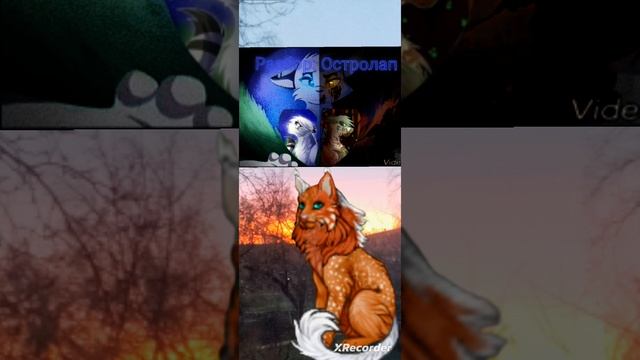 Коты-Воители разбор Остролапа \_теории_факты_внешка_семья_и_Остролап_/