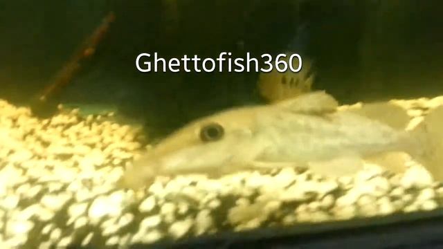 Giraffe catfish смотреть онлайн