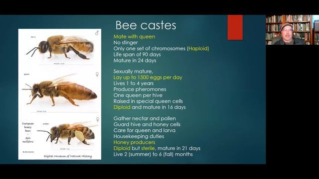 Bees Pollination and Beekeeping смотреть онлайн