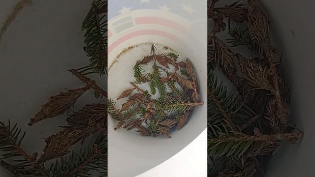 Killer "pine cones"!! #shorts #landscape #pestcontrol