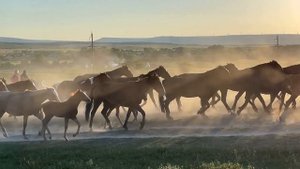 Перегон табуна лошадей у Белой скалы на закате