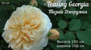 Розы Д.Остина. Это всё ,что осталось от моей большой коллекции.Сад в Ленинградской области.
