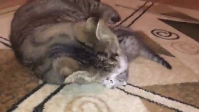 Играется с мамой смотреть онлайн