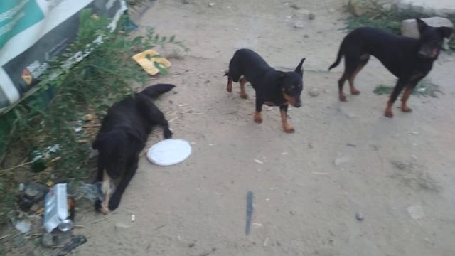 Черныш хавает косточку #18 смотреть онлайн