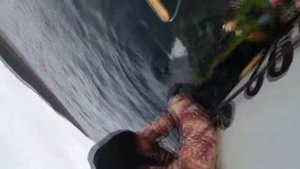 Детеныша белокрылой морской свиньи спасли у мыса Свободный