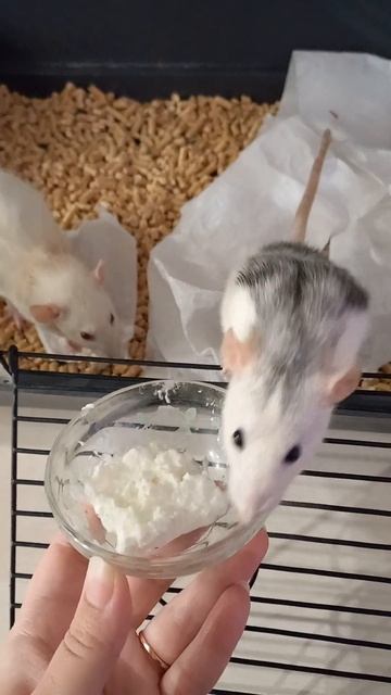 #крысы#обед#вкусняшки#подпишись смотреть онлайн