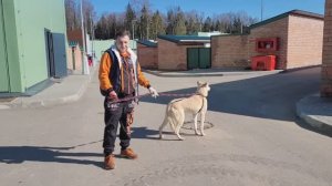Раф из самого крупного приюта в Москве.