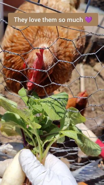 what to do with radish tops?  #shorts #chicken #funny #cute #green смотреть онлайн